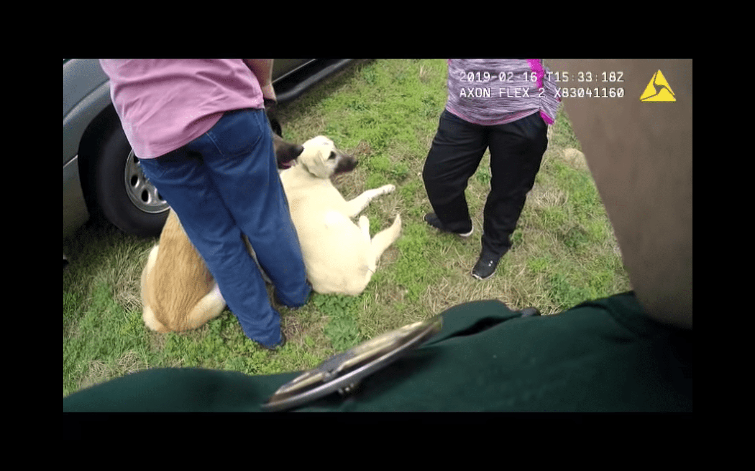 Los perros descansan en el cesped. Fuente: YouTube / OkaloosaSheriff Los perros descansan en el cesped. Fuente: YouTube / OkaloosaSheriff