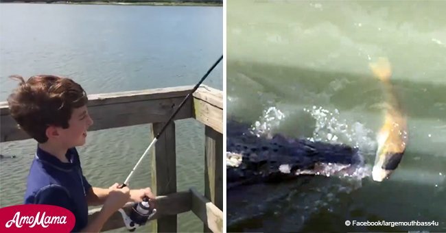 Large alligator snaps fish off a hook mere feet away from anglers