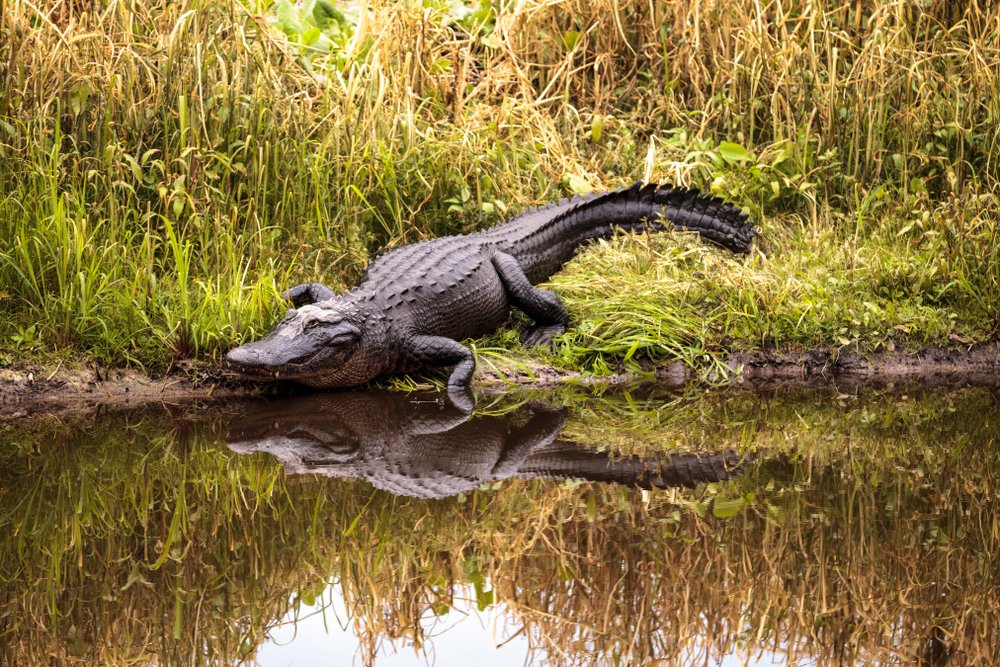 A photo of a large American alligator  | Photo: Shutterstock