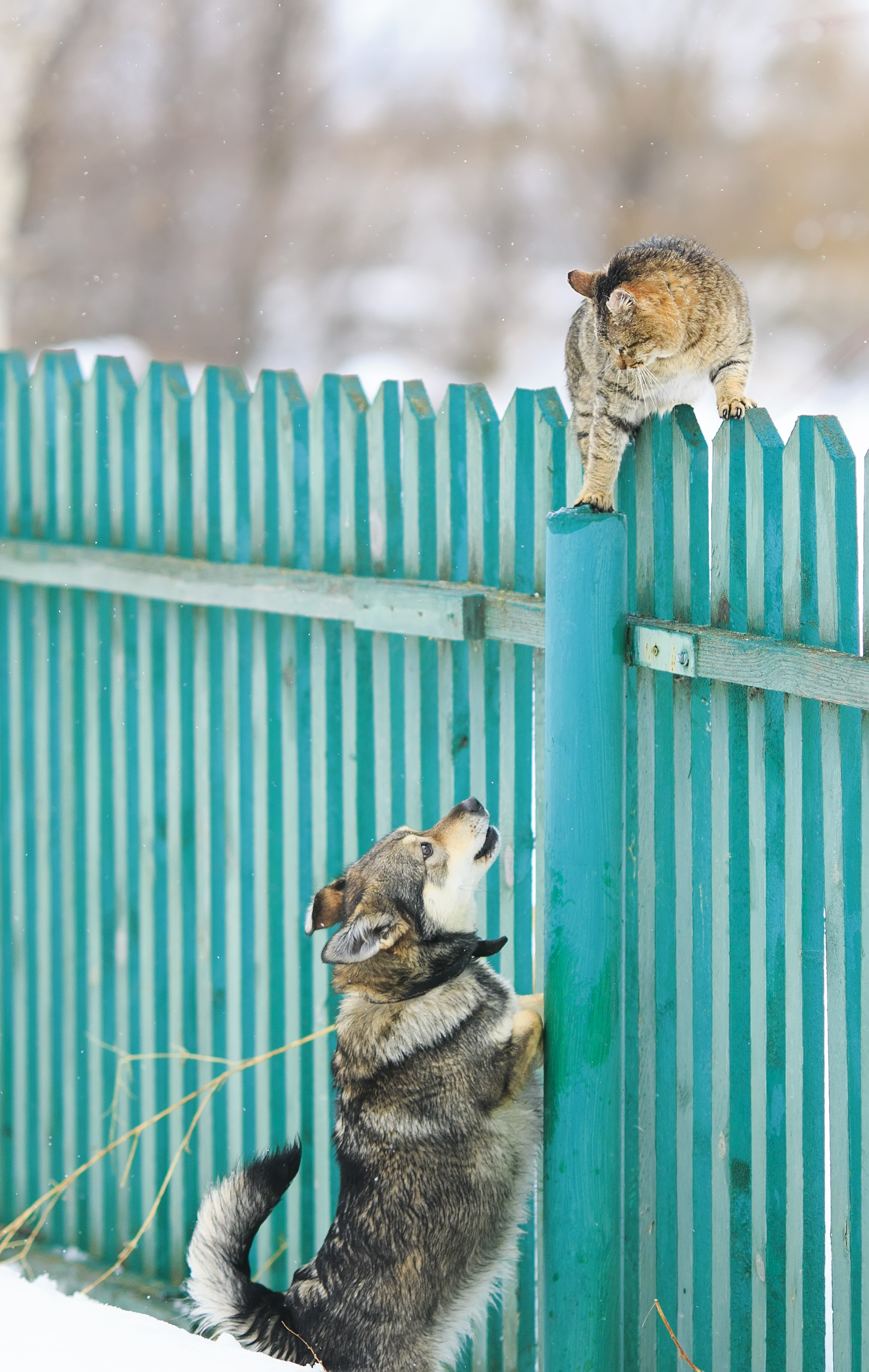 A dog chased the cat on a high wooden fence in the village | Source: Shutterstock