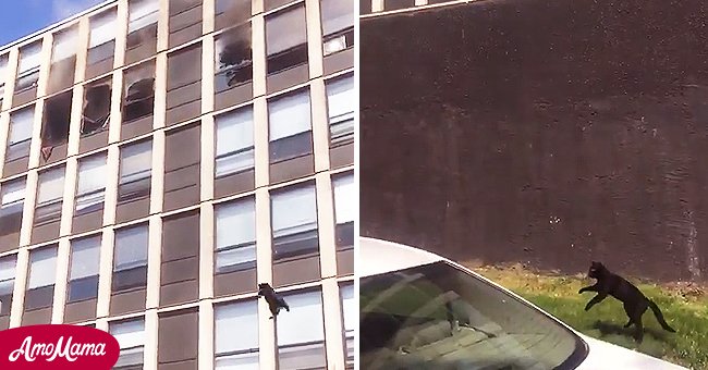 Un Chat Saute D Un Immeuble En Feu Rebondit Et S Enfuit