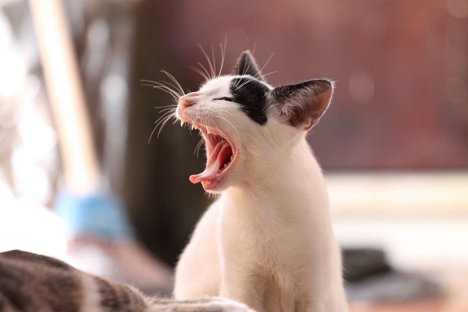 A yawning cat. | Photo: Pixabay