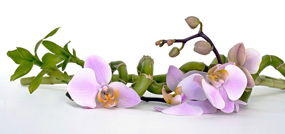 Des orchidées. | Source : Pixabay