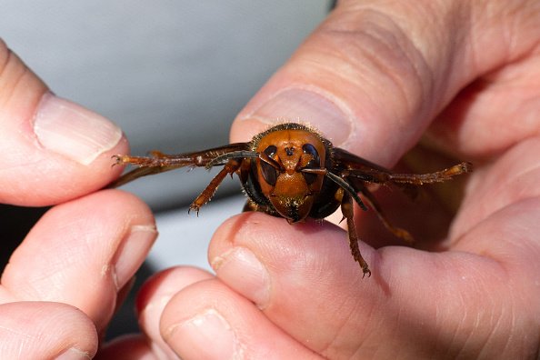Image d'une guêpe. | Photo : Getty Images.