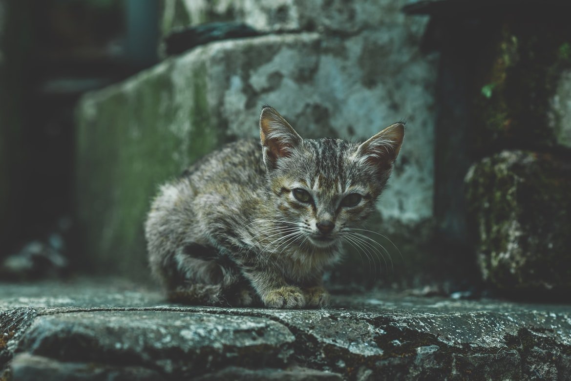 Gato gris atigrado. | Foto: Unsplash