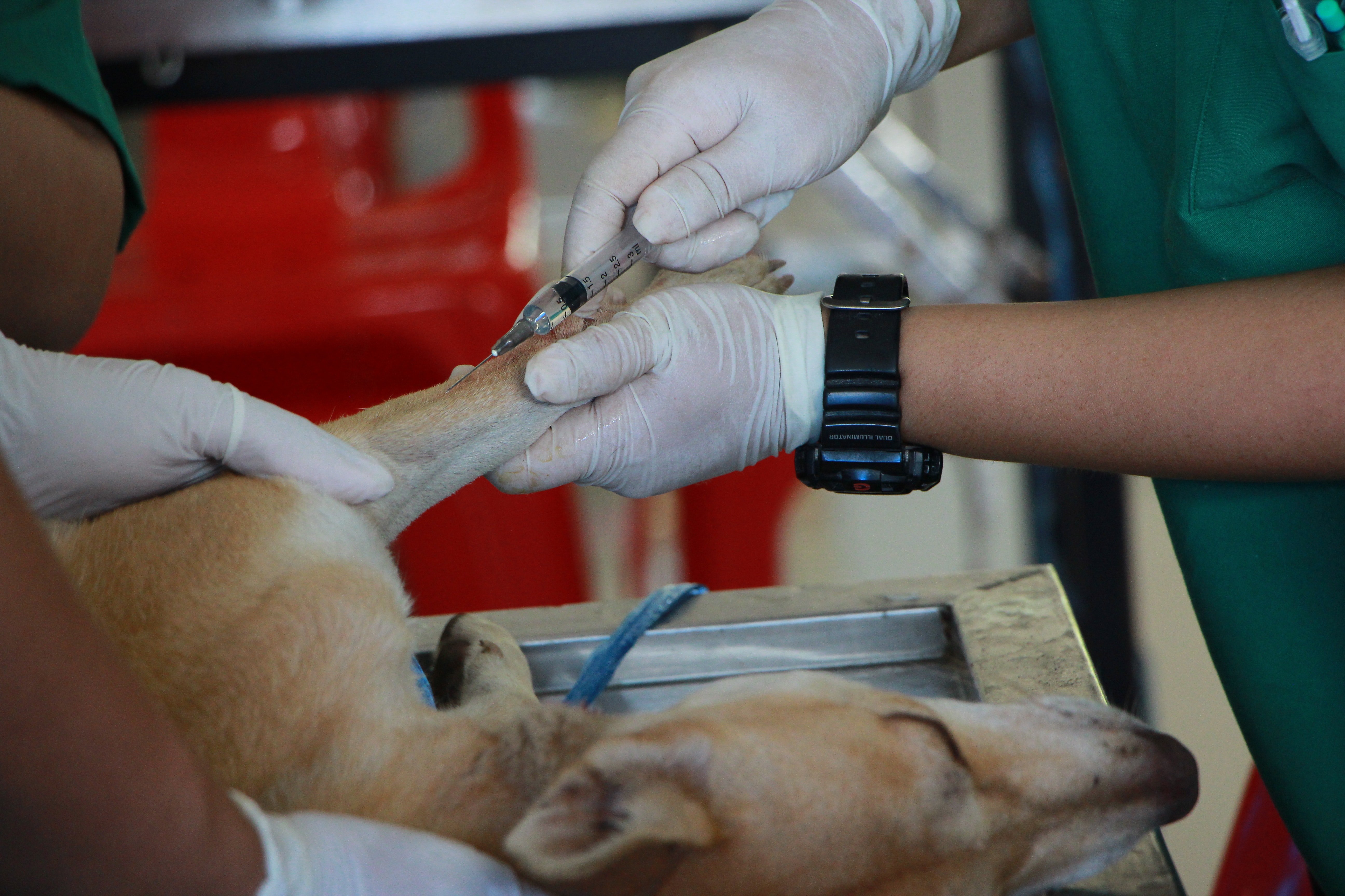 A vet administers some medicine to an injured dog that is lying on the operation table | Photo: Pexels/Pranidchakan Boonrom