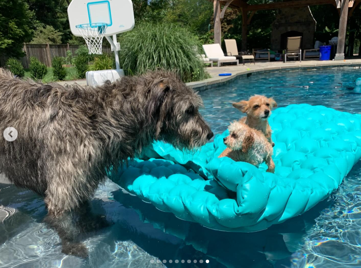 Baloo standing by the pool, watching two smaller dogs relaxing on a floater, posted on March 22, 2025 | Source: Instagram/kykelce