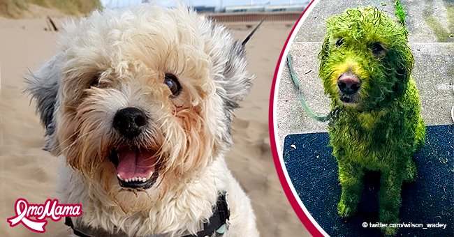 GrinchHund Hund, der nach einer Rolle im frisch geschnittenen Gras