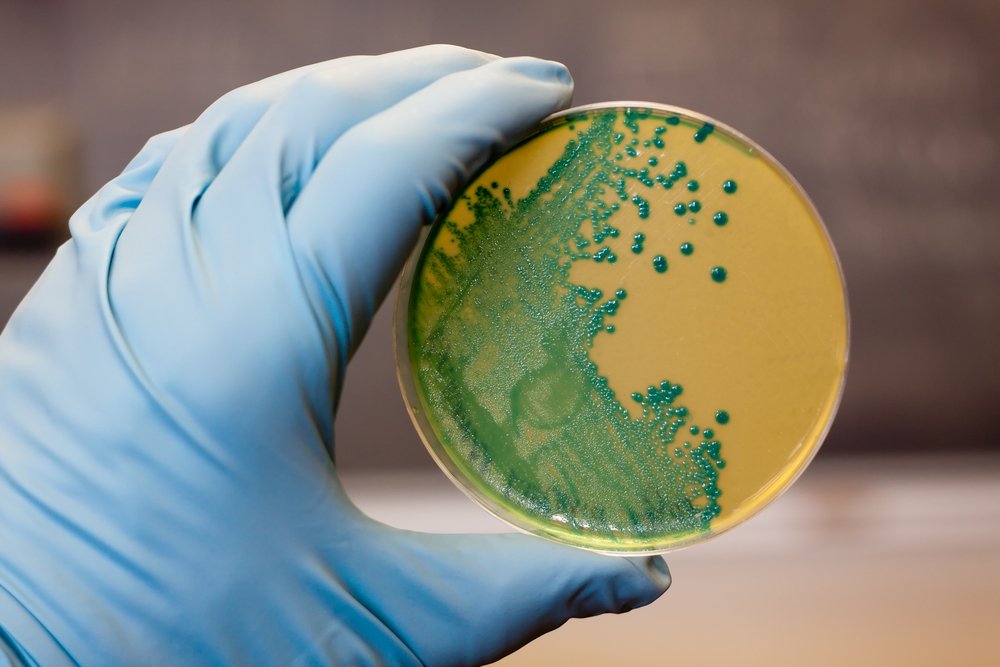 Cultivo de Listeria en ágar. || Fuente: Shutterstock Cultivo de Listeria en ágar. || Fuente: Shutterstock