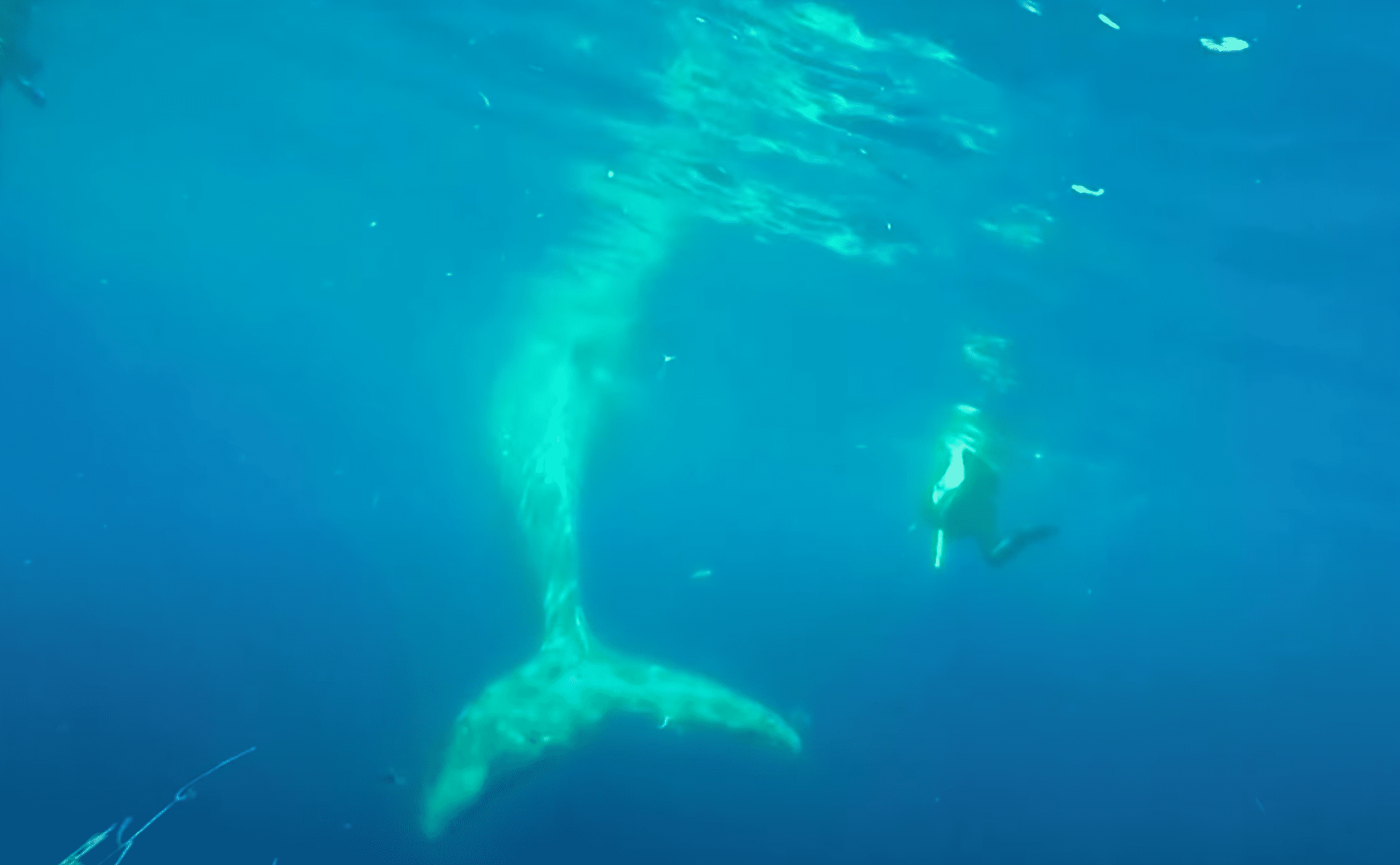 Whale freed from fishing net | Photo: Youtube/Reuters