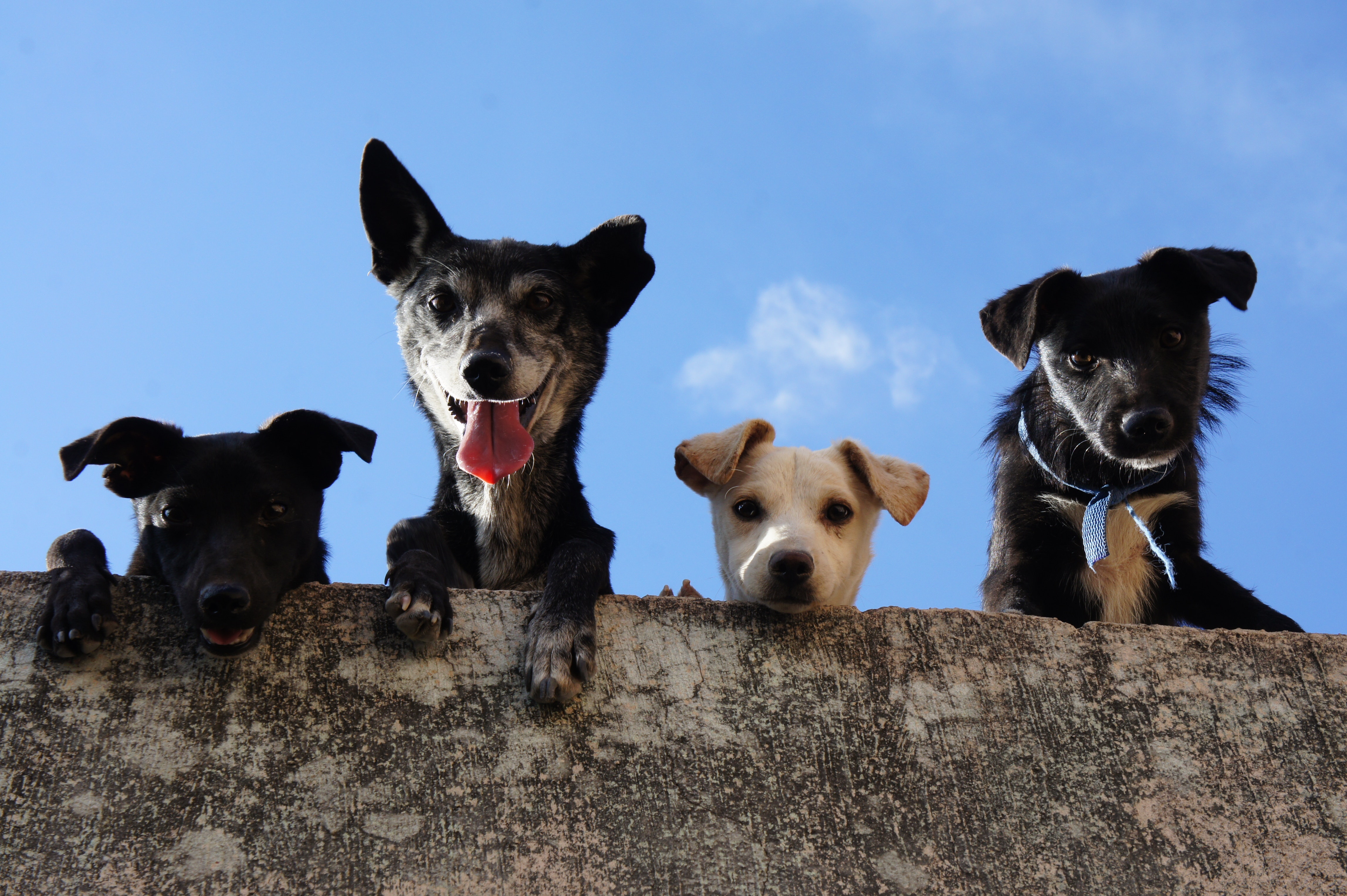 Four dogs looking over a wall.│Source: Pexels