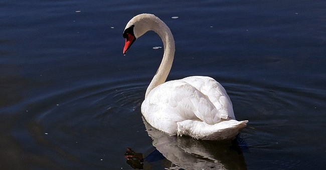 A swan swimming on a body of water. | Source: pxhere.com 