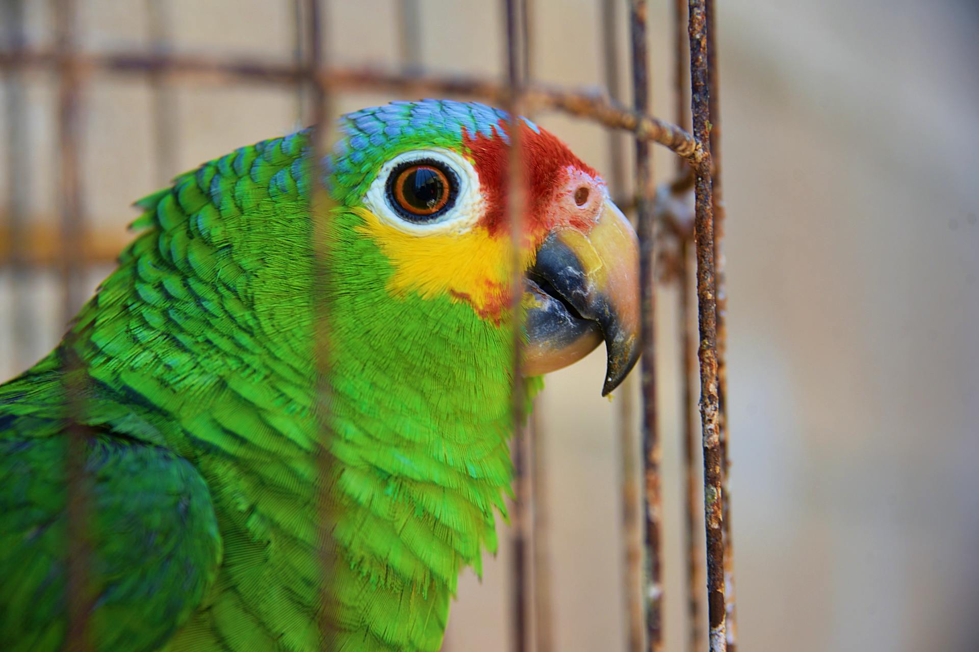A green parrot in a cage | Source: Pexels