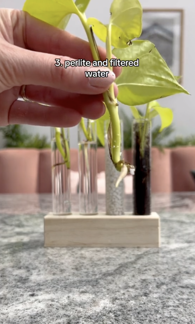 The results of the fourth Neon pothos cuttings test tube after being propagated in different mediums in a clip uploaded on October 5, 2024 | Source: TikTok/thelittlelifelately