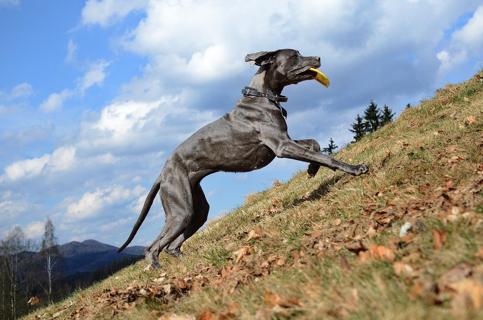 Un grand danois en train de courir | Image : Getty Images