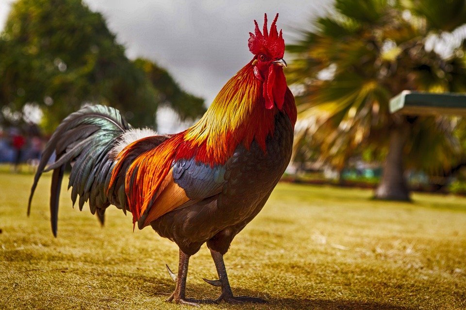 Un gallo. | Imagen: Pixabay Un gallo. | Imagen: Pixabay
