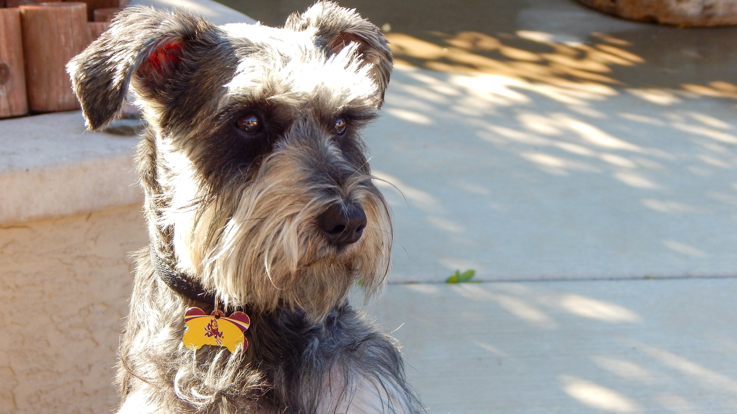 Schnauzer sentado sobre el concreto mientras mira hacia un lado. | Foto: Pexels