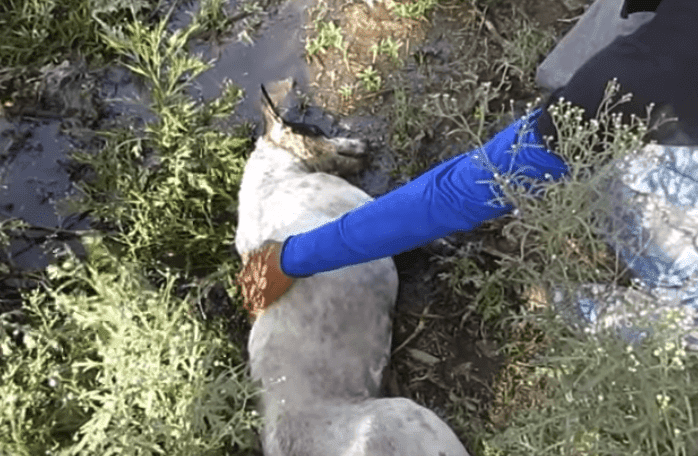 Imagen tomada de: Youtube/ Animal Aid Unlimited, India