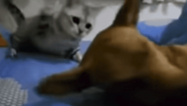 Fuente: YouTube/The Paw Fuente: YouTube/The Paw