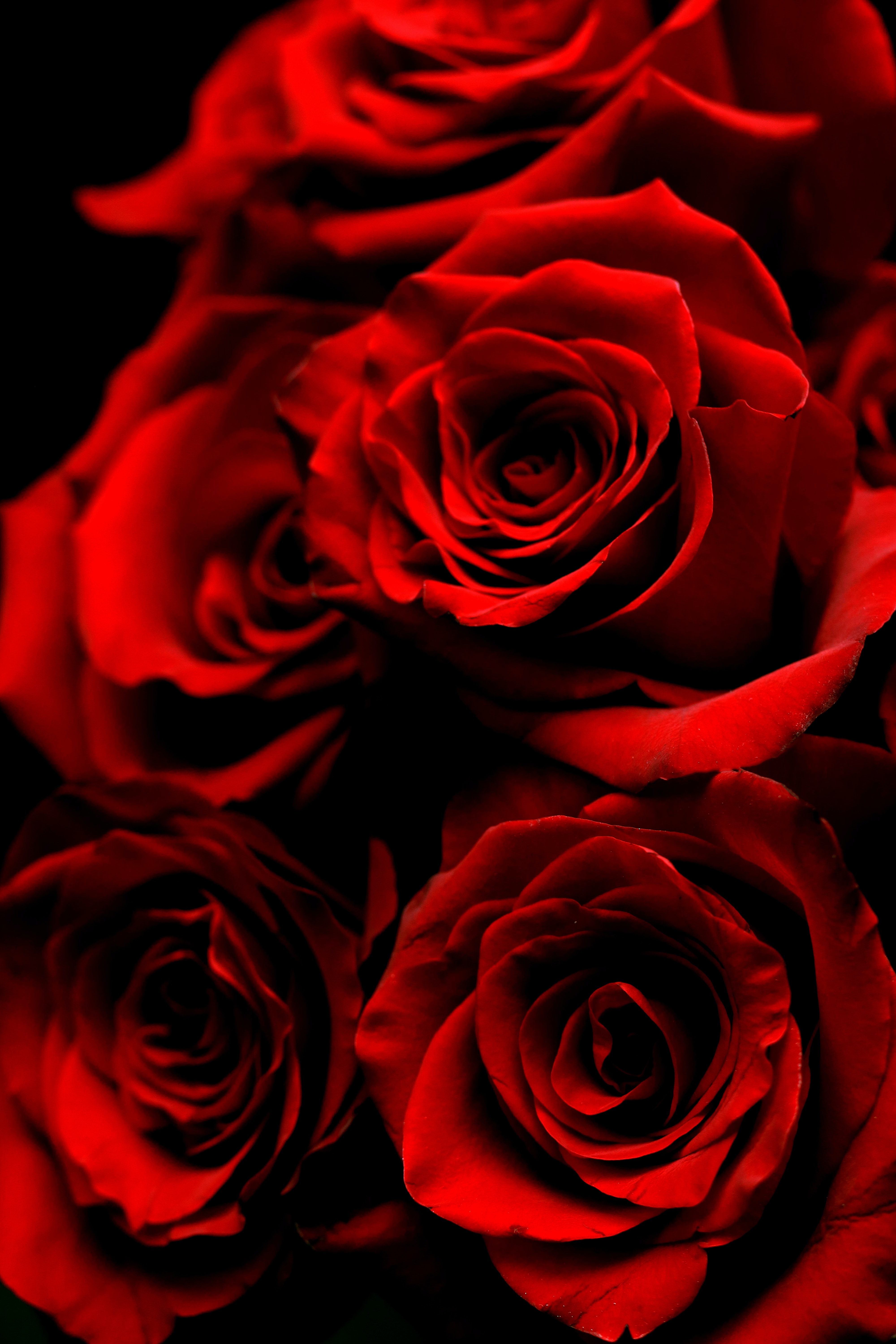Red roses. | Source: Unsplash