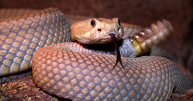 Close up photo of a snake | Photo: Shutterstock