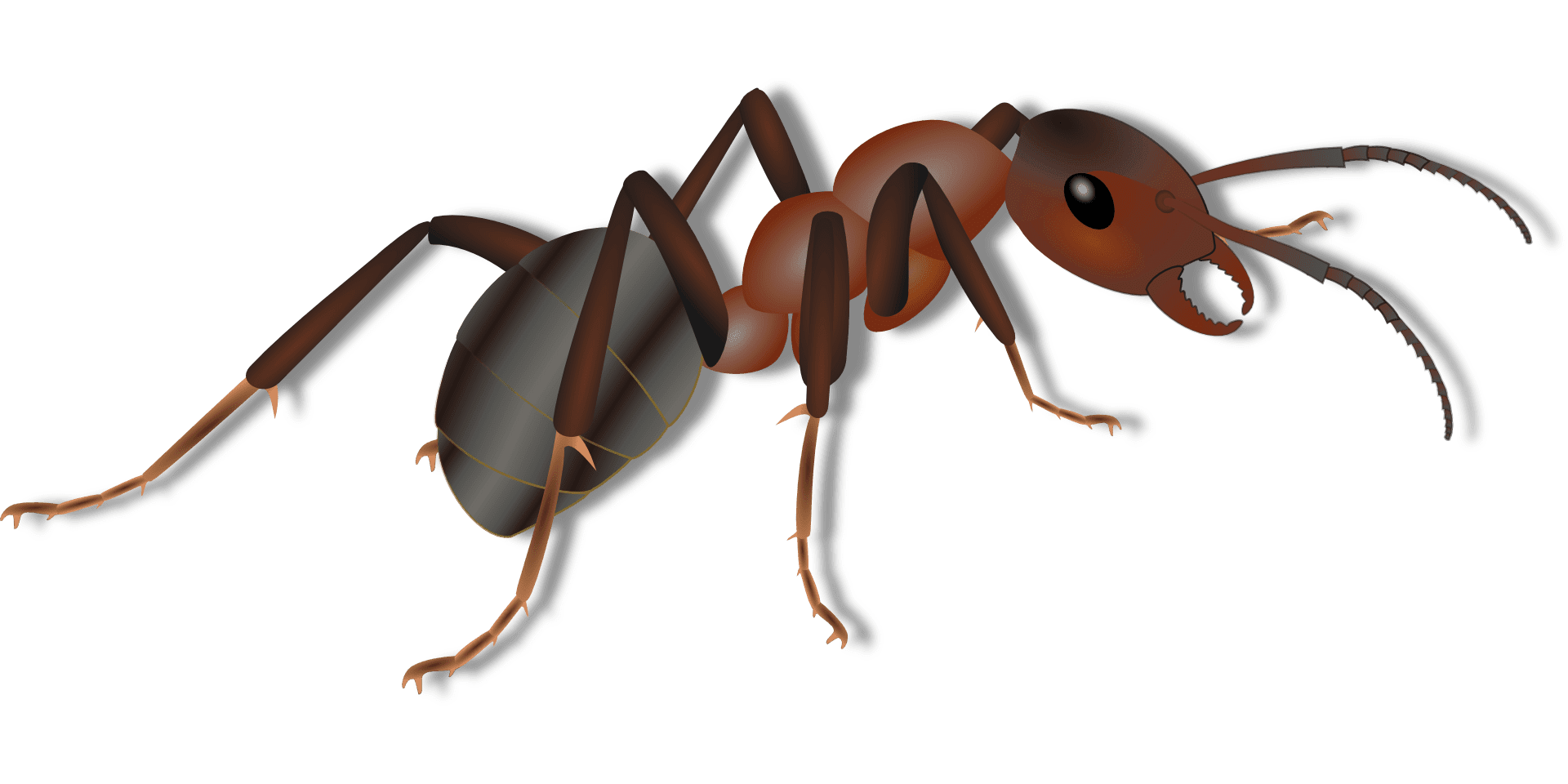 La Foumi | Photo: Pixabay La Foumi | Photo: Pixabay
