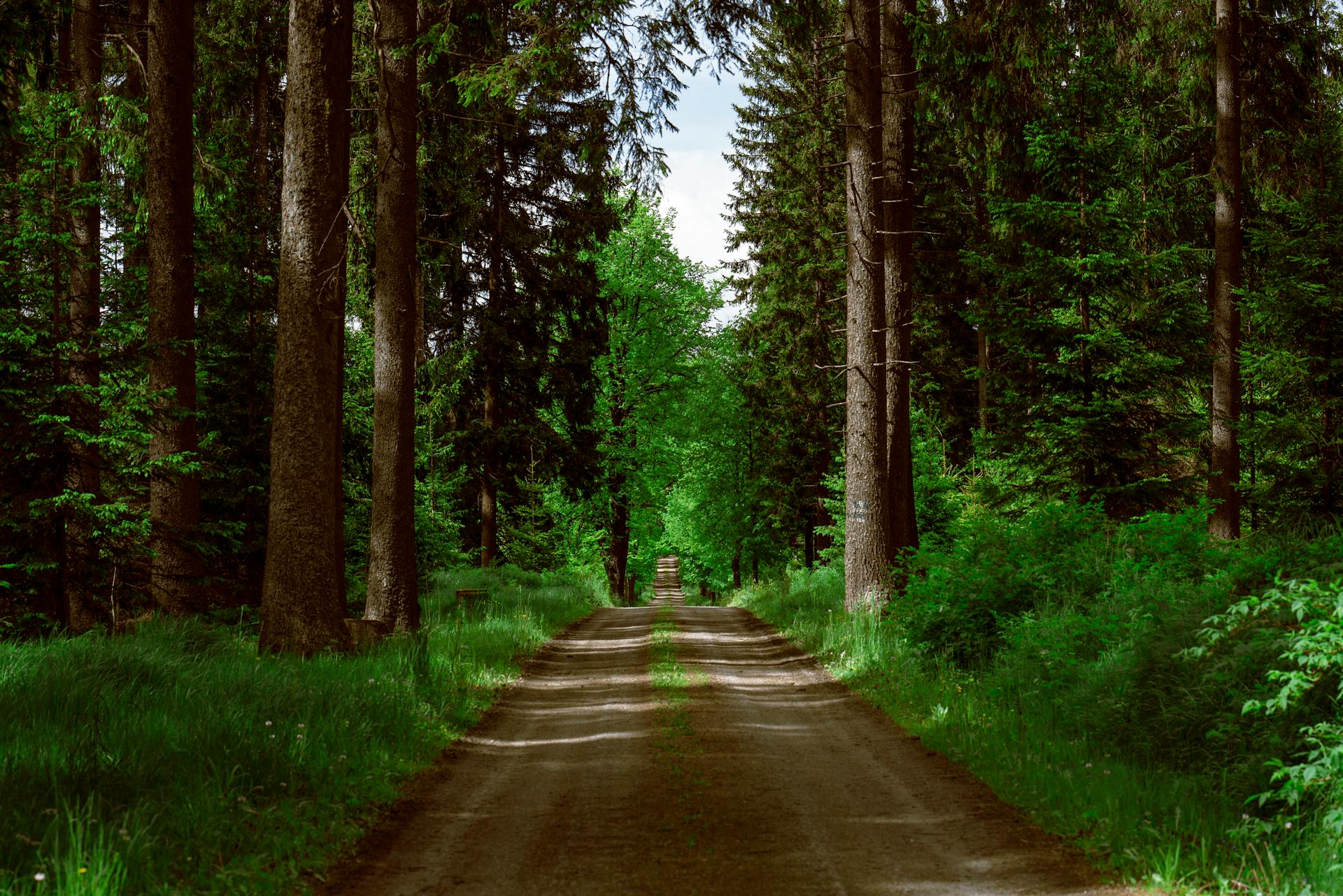 A path between trees | Source: Pexels