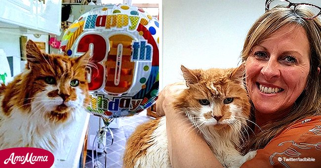 Rubble Le Plus Vieux Chat Du Monde Est Mort A L Age De 31 Ans Rubble Le Plus Vieux Chat Du Monde Est Mort A L Age De 31 Ans
