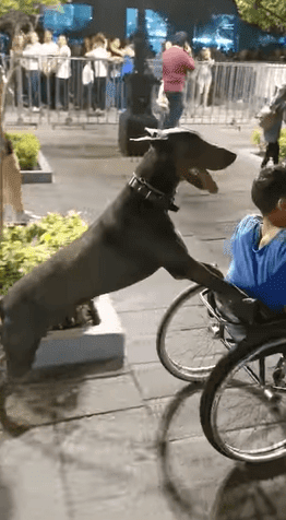 Perro empuja al chico en silla de ruedas. | Imagen tomada de: YouTube/ViralHog Perro empuja al chico en silla de ruedas. | Imagen tomada de: YouTube/ViralHog