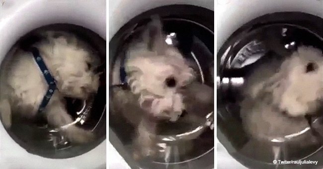 The horrific moment a woman filmed her dog inside a washing machine 