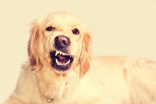 Golden Retriever / Source : Freepik Golden Retriever / Source : Freepik