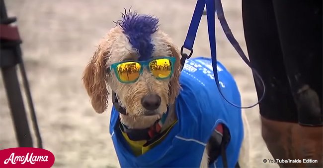 Stylish surfing dogs ride the waves like real professionals and go viral