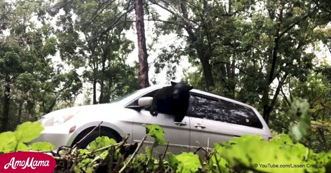 Bear bursts out of a car window, walks into the kitchen, and helps himself to muffin mix (video)