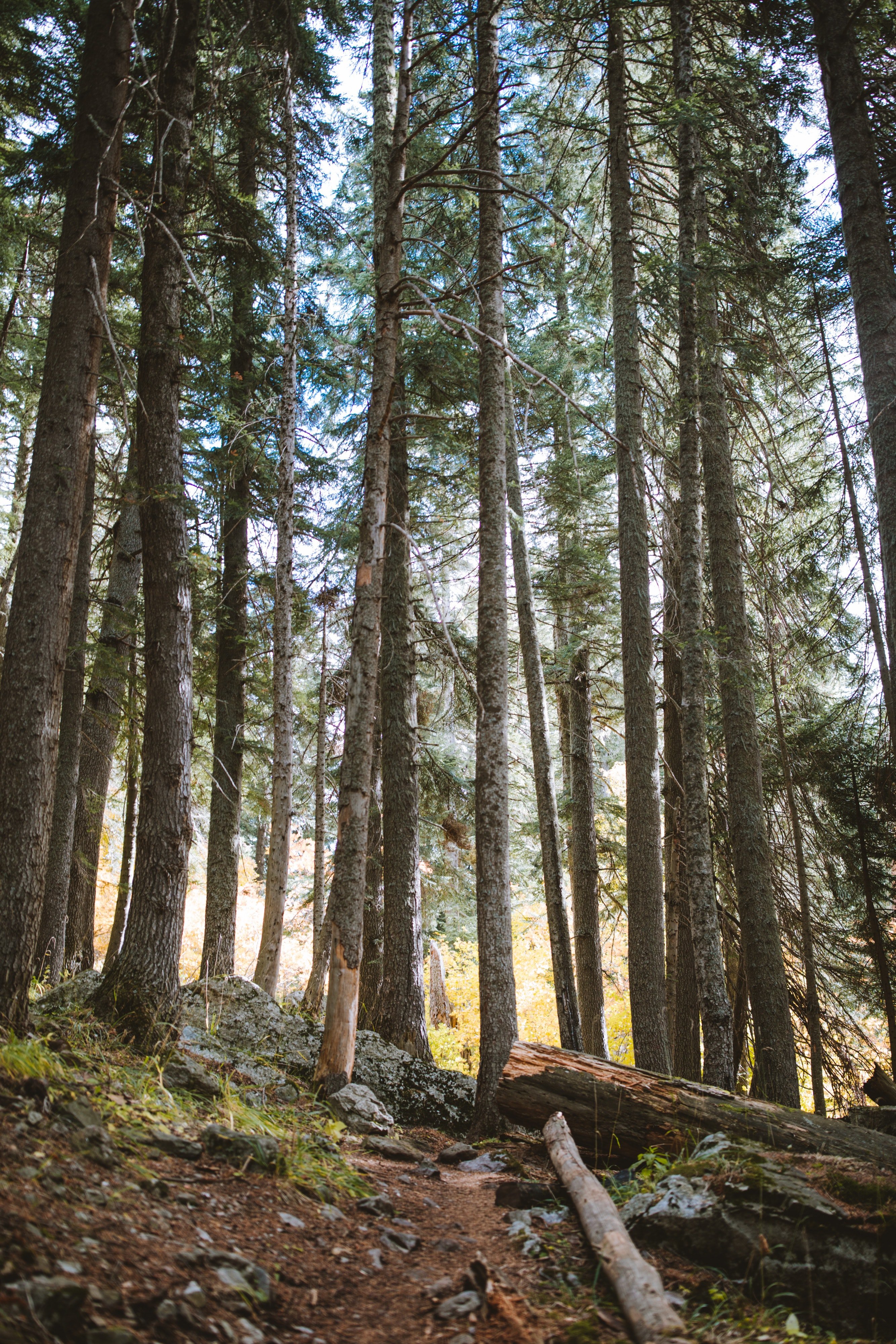 Pictured - A photo of the forest during daytime | Source: Pexels 