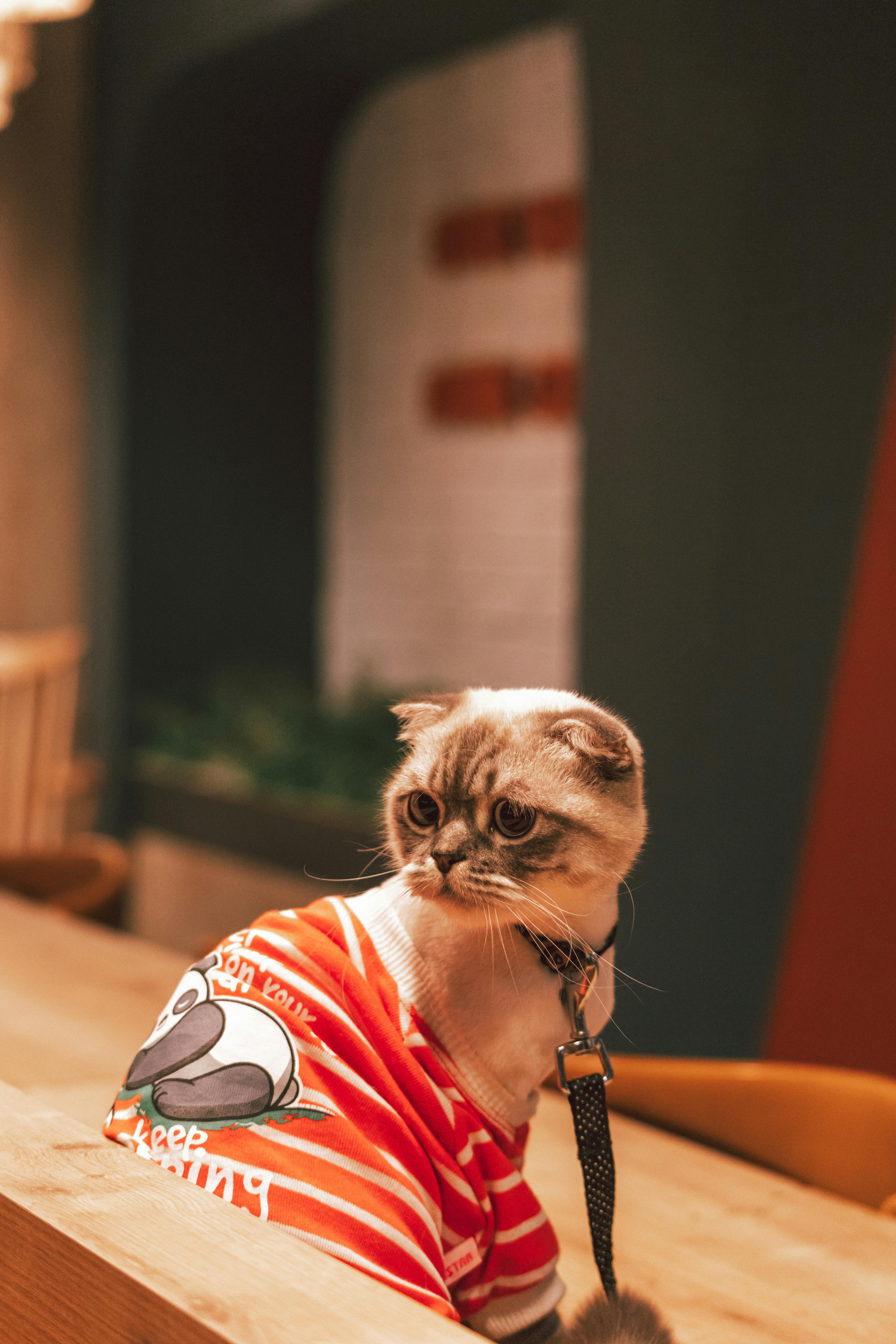 A cat wearing a sweater | Source: Pexels