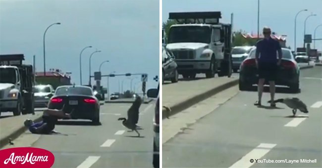 'Fowl' play? Good Samaritan gets attacked by an angry goose  
