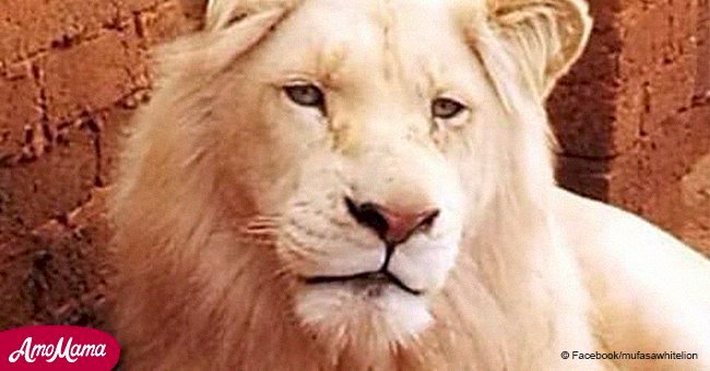 Rare white lion getting sold to be shot as a trophy