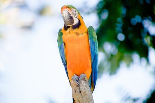 Oiseau libéré après guérison | Unsplash Oiseau libéré après guérison | Unsplash