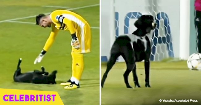 Dog interrupts football match to ask for belly rub in adorable video