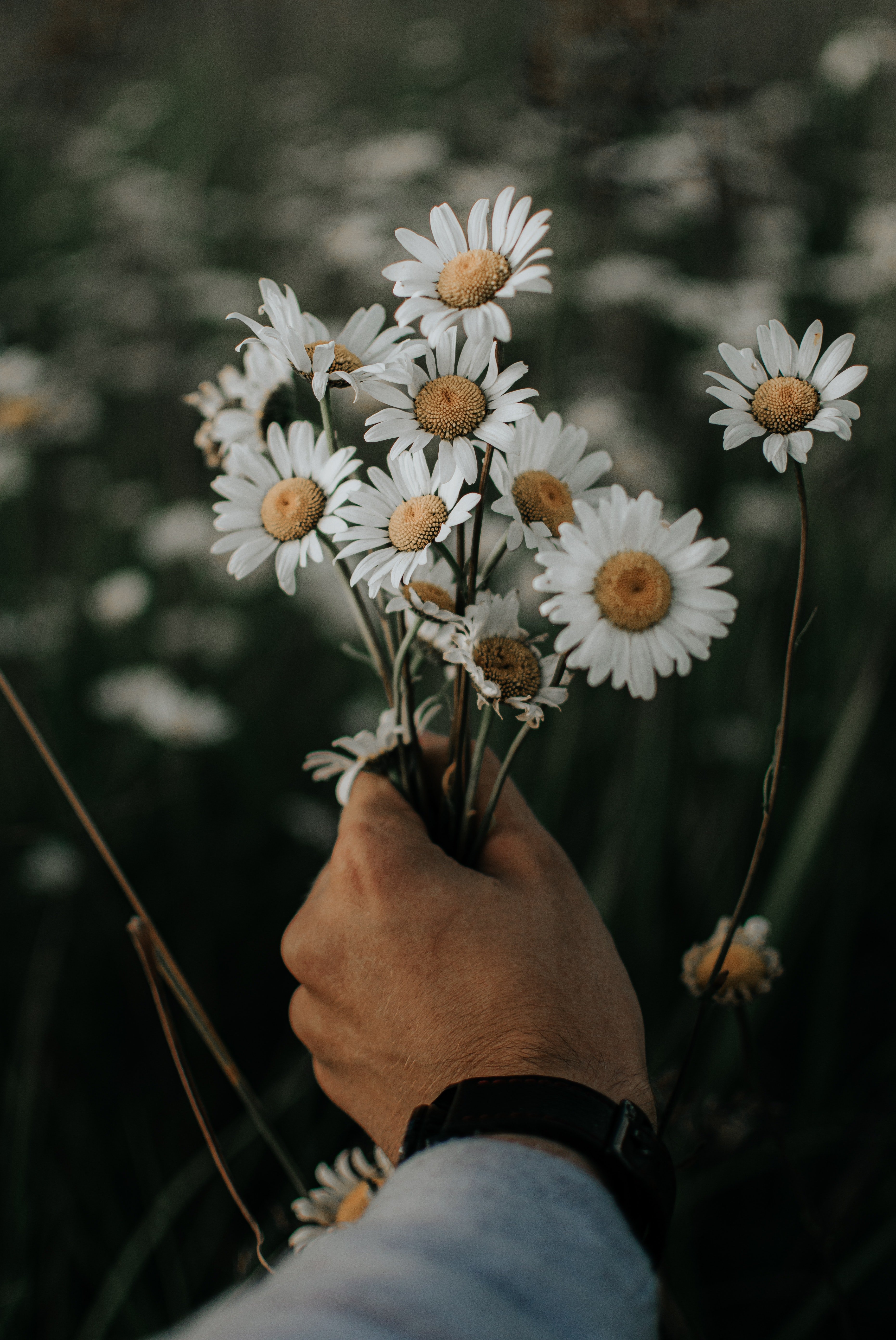 Evan bought a bouquet of daisies from the older woman. | Source: Pexels
