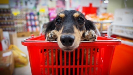 A dog laying in a basket at a store | Photo: Getty Images