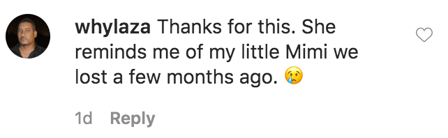 A fan commented on a video of Nicole Murphy's white Maltese dog, Babi, running along a sidewalk | Source: Instagram.com/nikimurphy