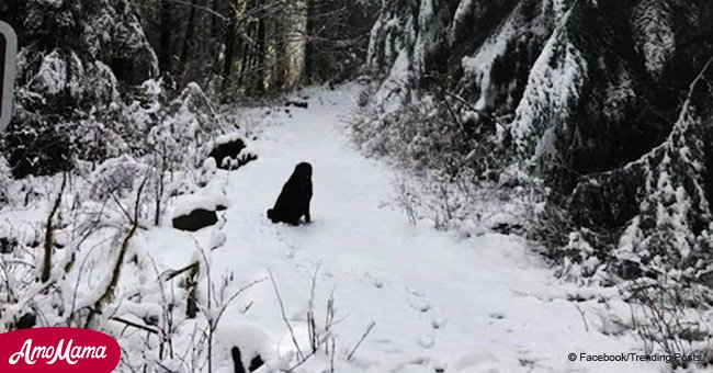 Couple decided to go on a hike but didn't expect to meet dog with note on his collar