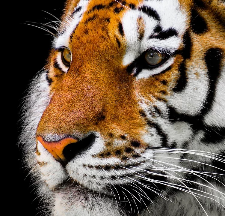 An up-close portrait of a Tiger | Photo: Pixabay