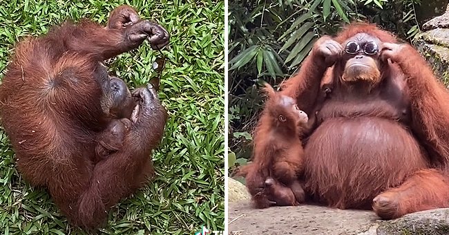 Orangutan wearing sunglasses with her child around | Photo: tiktok.com/@minorcrimes