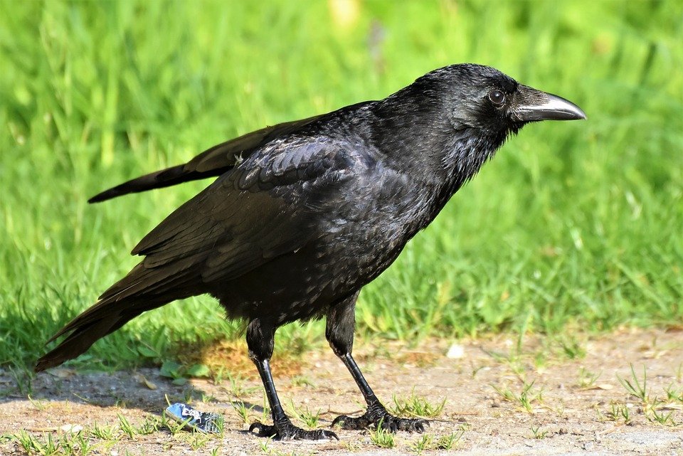 Le corbeau, oiseau qui, selon les études, peut se souvenir du visage de celui qui le dérangeait. | Pixabay