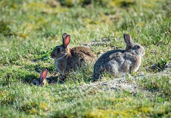  Two rabbits sitting on the grass, while another is half-hidden in a hole | Photo: Getty Images