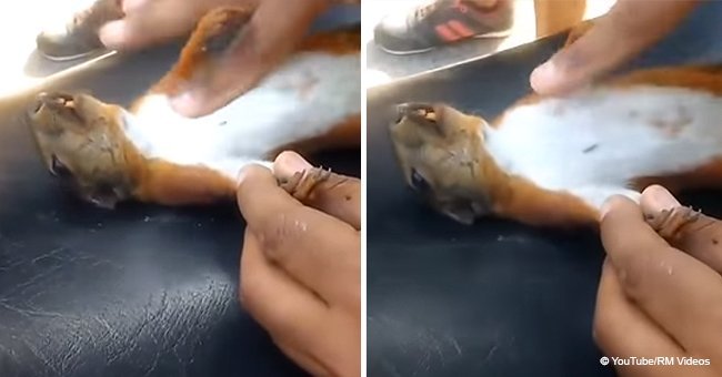Electrocuted squirrel brought back to life with CPR in incredible video