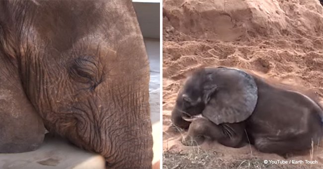 Depressed baby elephant abandoned by the herd meets a most unlikely friend (video)