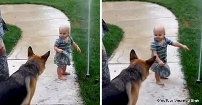 Sneaky German Shepherd decided to attack a sprinkler after a child tried to do the same